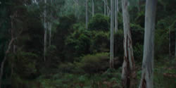 Colo